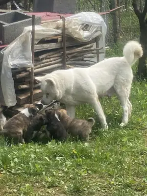 Catel Akita american