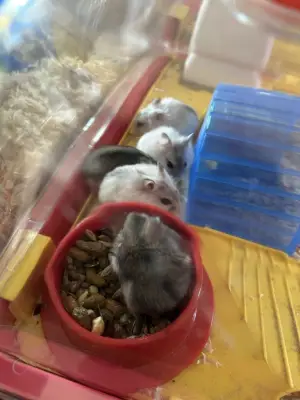 Donez 5 hamsteri , sunt pui au o luna de zile