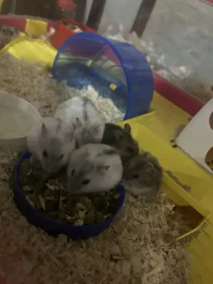 Donez 5 hamsteri , sunt pui au o luna de zile