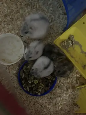 Donez 5 hamsteri , sunt pui au o luna de zile