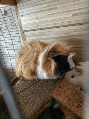 Donez porcusor de guinea