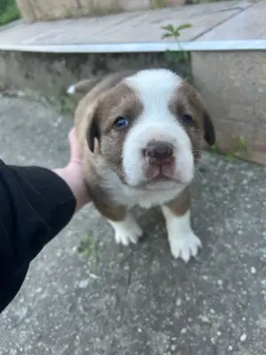 Cățeii ciobănești