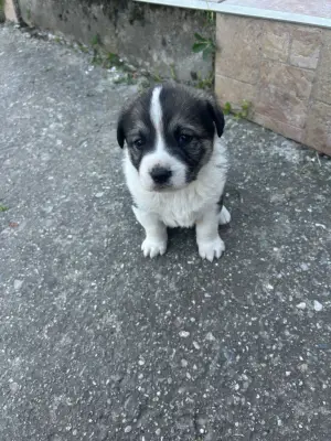 Cățeii ciobănești