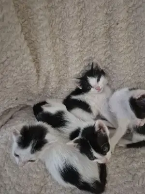 Pisici pentru adopție!