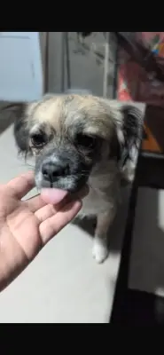 Donez aceste cateluse iubitoare care sunt in cautatea unei familii iubitoare