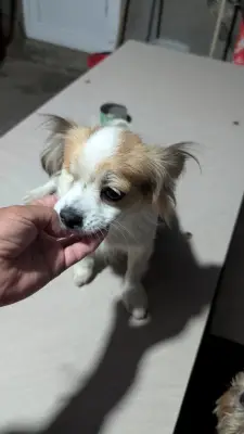 Donez aceste cateluse iubitoare care sunt in cautatea unei familii iubitoare