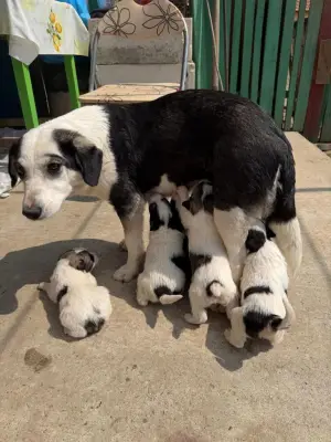 Donez cățeluși talie medie