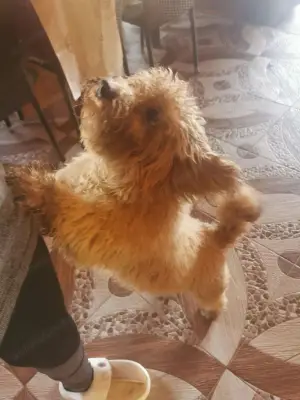 Cățel pudel vârstă 9 luni