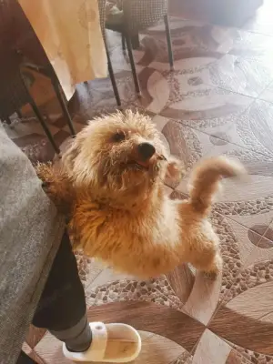 Cățel pudel vârstă 9 luni