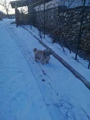 Cățel pudel vârstă 9 luni