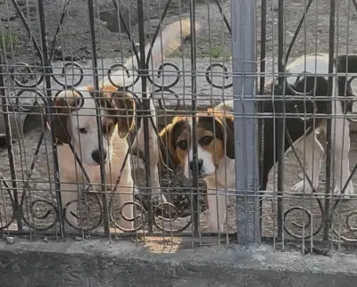 Donez Cătelușe Beagle Tricolor