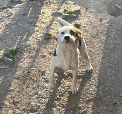 Donez Cătelușe Beagle Tricolor