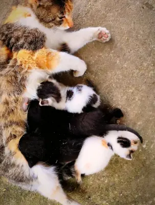 Donez cu drag două pisicuțe adorabile