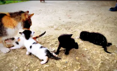 Donez cu drag două pisicuțe adorabile