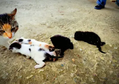 Donez cu drag două pisicuțe adorabile