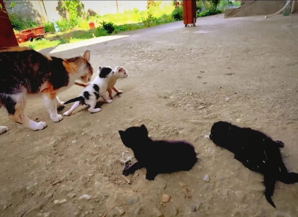 4 / 5
