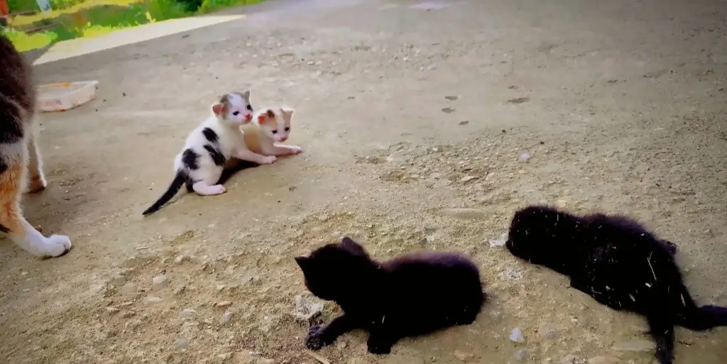5 / 5