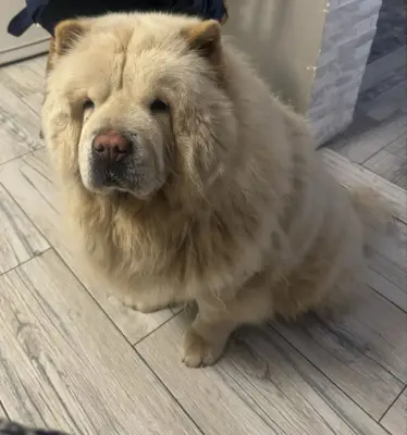 Donez caine chow-chow