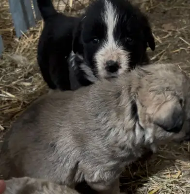 Donez catei 5-7 saptamani!