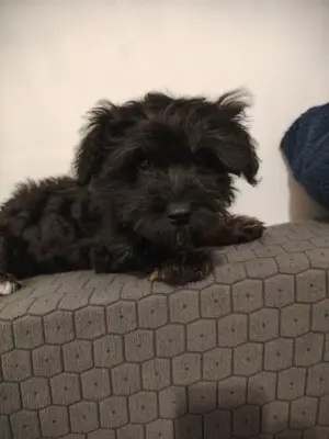 Bichon havanez mascul vârstă 3 luni