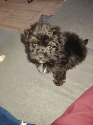 Bichon havanez mascul vârstă 3 luni