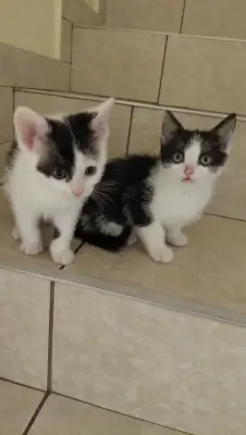 Am 5 pui de pisică Ii donez