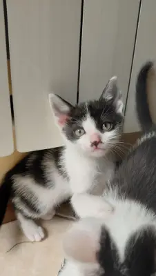 Am 5 pui de pisică Ii donez