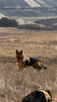 Donez Ciobanesc German