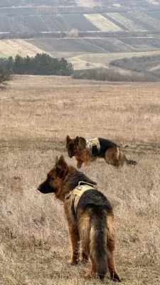 Donez Ciobanesc German