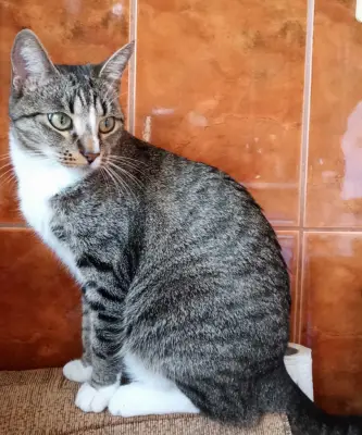 Donez pisică de casă