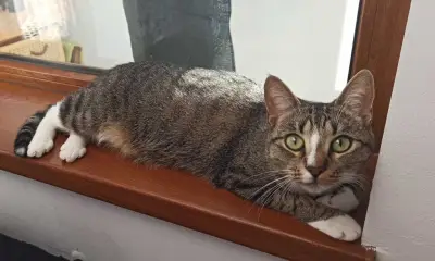 Donez pisică de casă