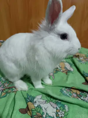 Donez iepure mascul urgent