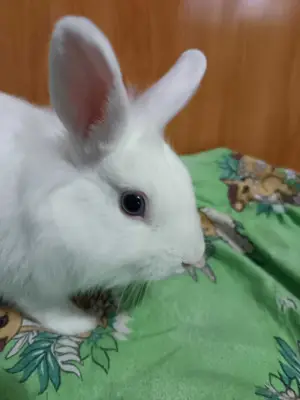 Donez iepure mascul urgent