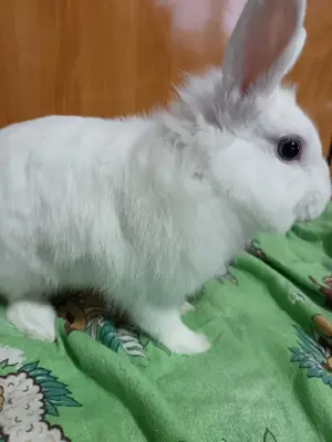 Donez iepure mascul urgent