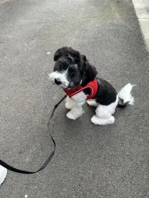 Donez pui shih-tzu combinat cu bichon femela 6 luni