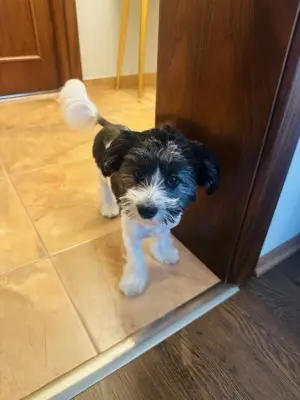 Donez pui shih-tzu combinat cu bichon femela 6 luni