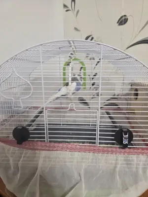 Donez papagal femelă