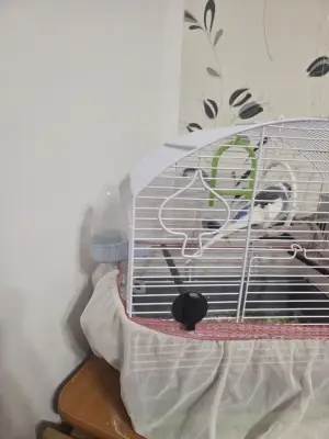 Donez papagal femelă