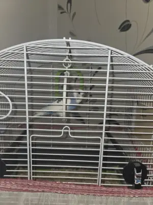 Donez papagal femelă