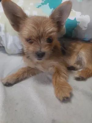 Donez chihuahua