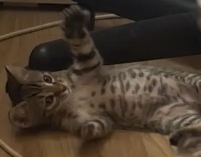 Donez 2 motani de rasa cu ochii verzi