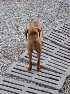 Vizsla maghiară