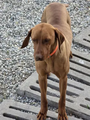 Vizsla maghiară