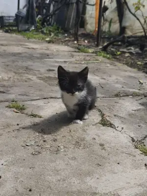 Donez puiuți pisica