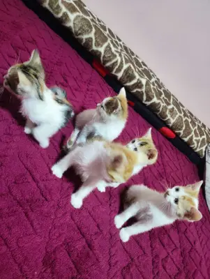 Donez puii de pisică