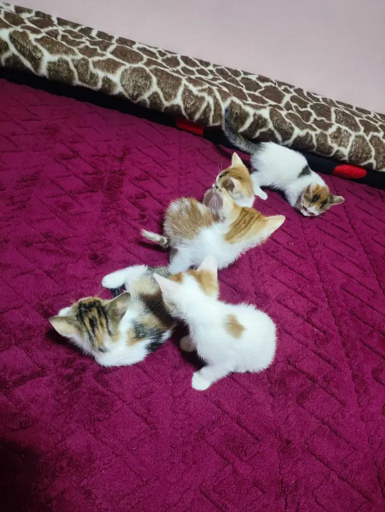 3 / 3