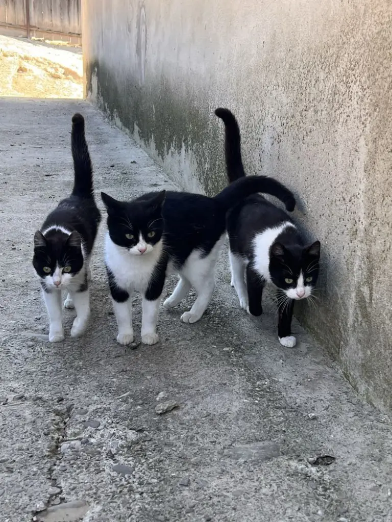 2 / 3