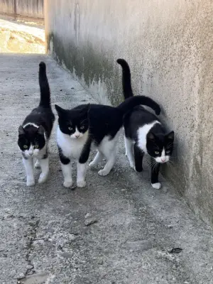 Pisicute ce isi cauta o casa noua