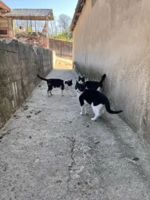 Pisicute ce isi cauta o casa noua