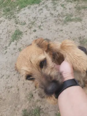 DONEZ 2 cățelușe + mama catelusa sterilizata, vaccinate, deparazitate